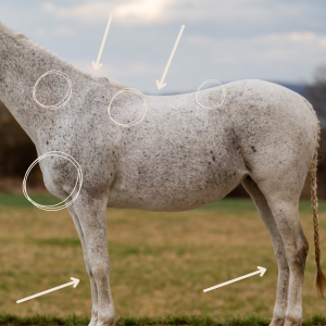 online Vortrag: Dein Pferd trägt dich - aber kann es das auch?